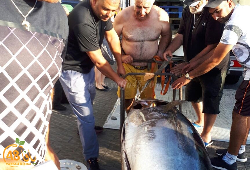 tuna fish yaffa (1).jpg